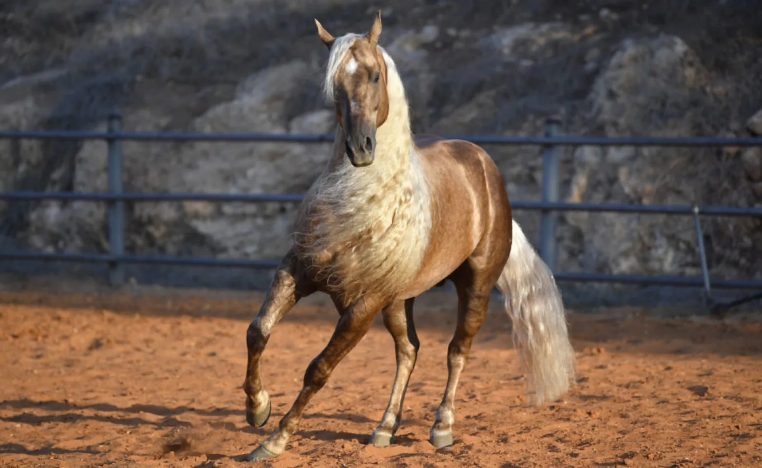 Brown horse with blonde mane standing in dirt pen.